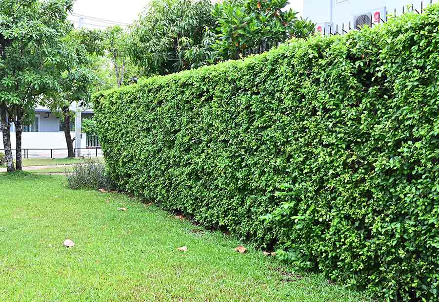 รั้วต้นไม้