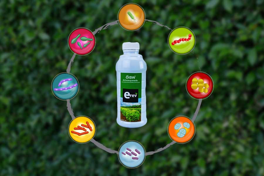 ปุ๋ยชีวภาพ