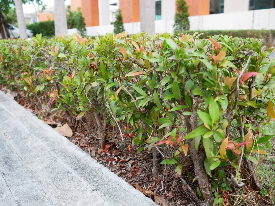 ต้นคริสติน่า ข้อเสีย