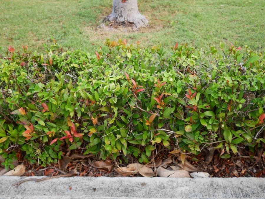 ต้นคริสติน่า ชื่อวิทยาศาสตร์