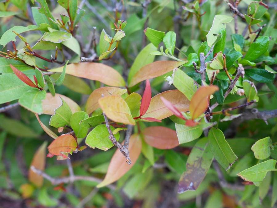 ต้นคริสติน่า วิธีปลูก