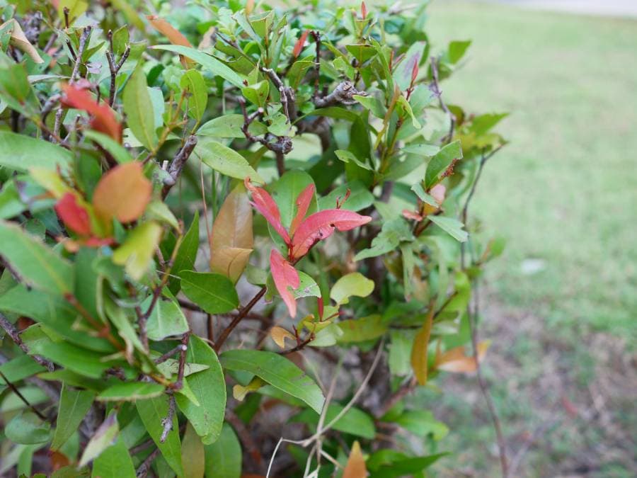 ต้นคริสติน่า โตเร็วไหม