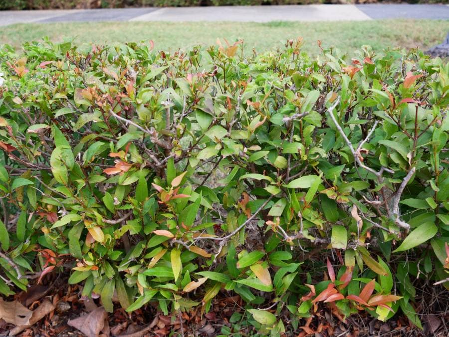 ต้นคริสติน่าใบร่วง