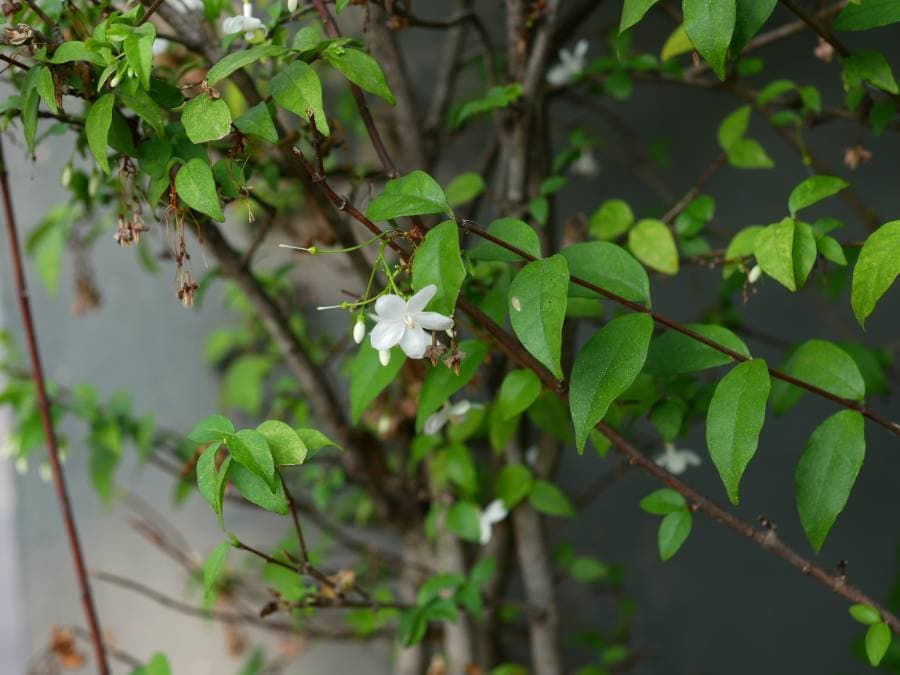 ต้นโมก ดอก