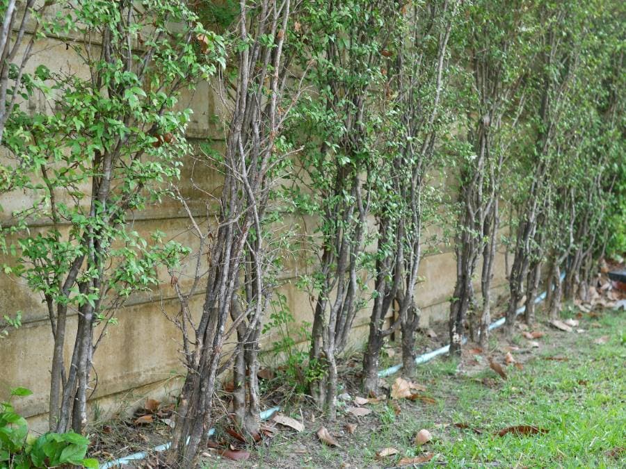 ต้นโมก ใบบาง