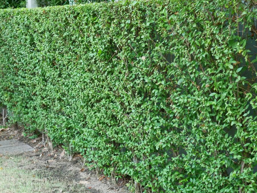 รั้วต้นโมก