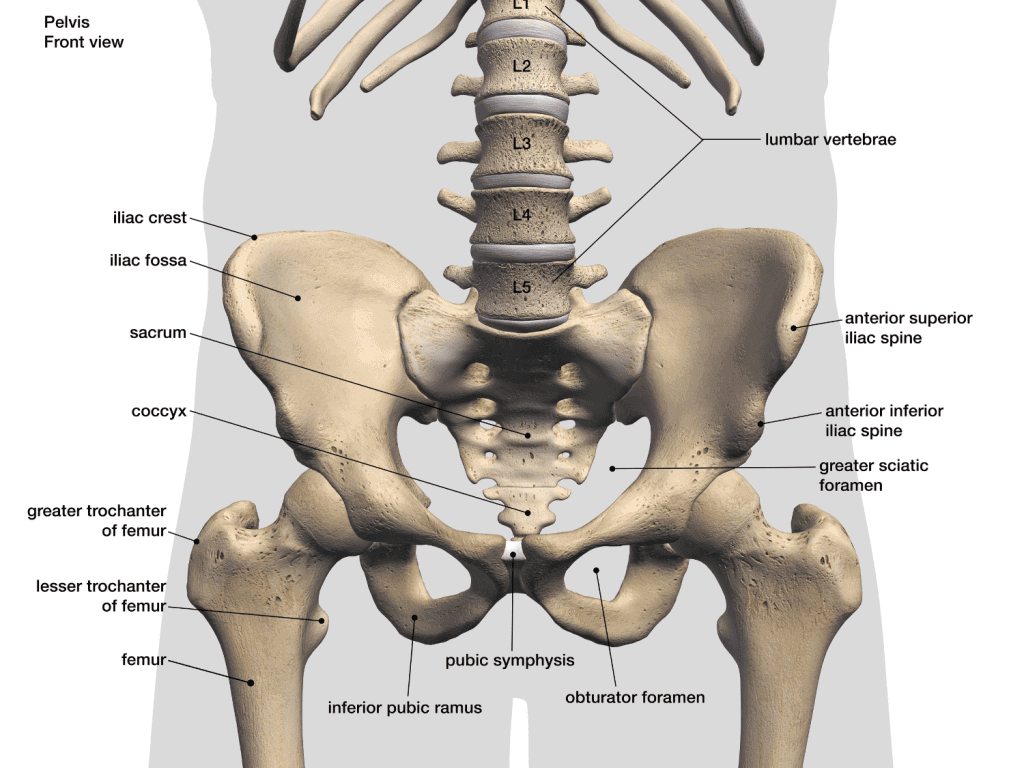 Hip Joint Anatomy