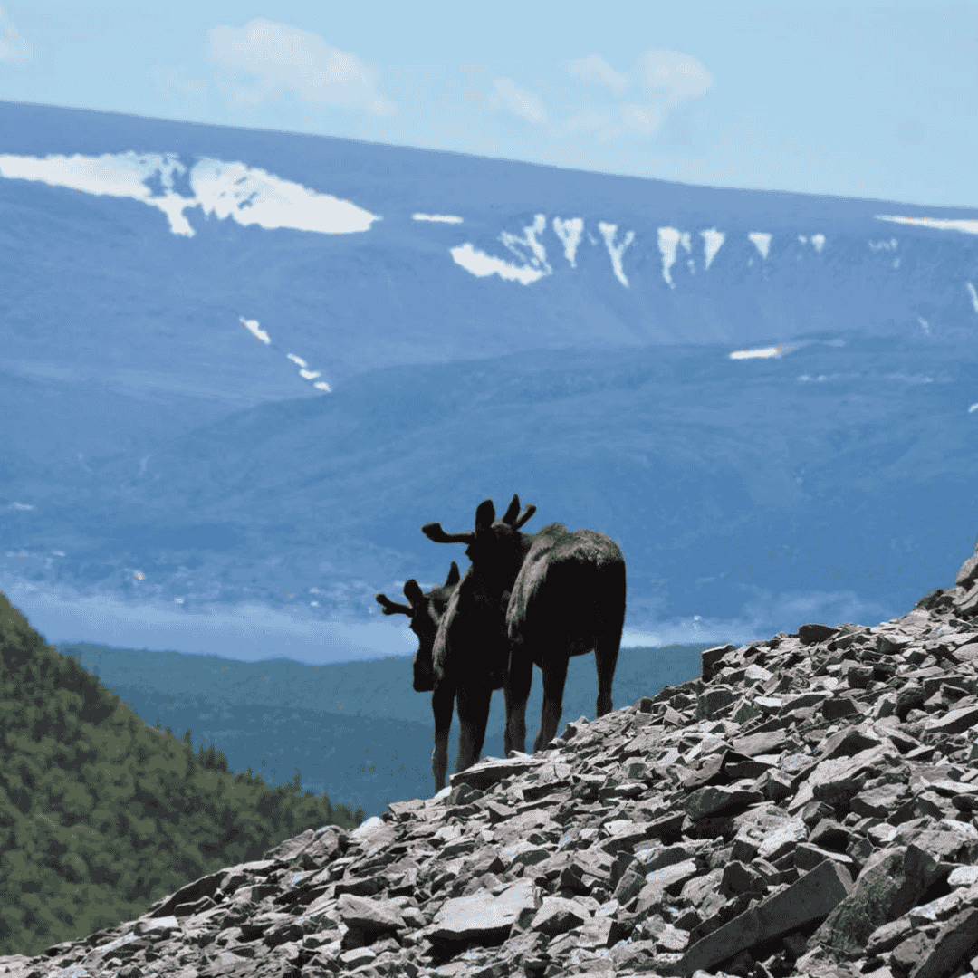 moose newfoundland