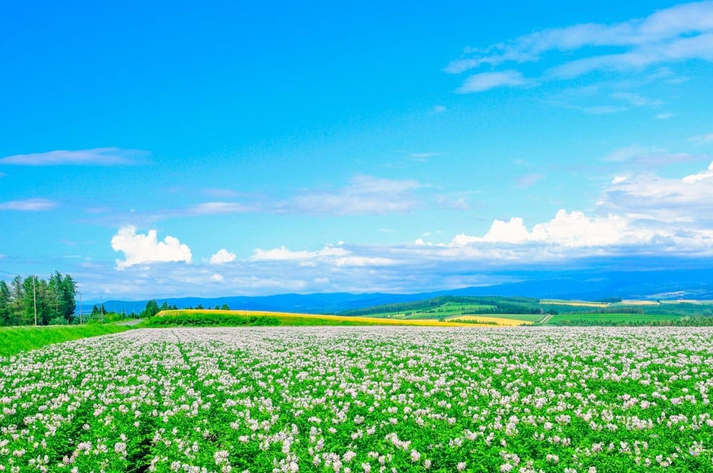 ANAプラチナ＆SFC特典を満喫する北海道への旅