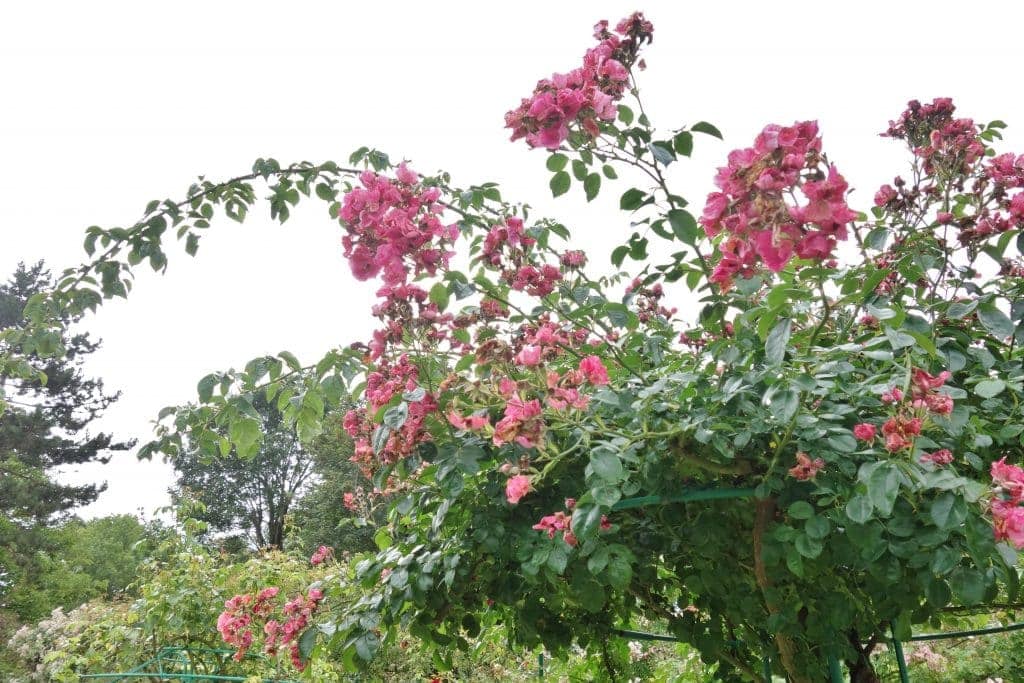 DSC05490