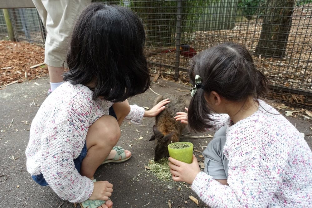 フェザーデール　カンガルー餌やり体験