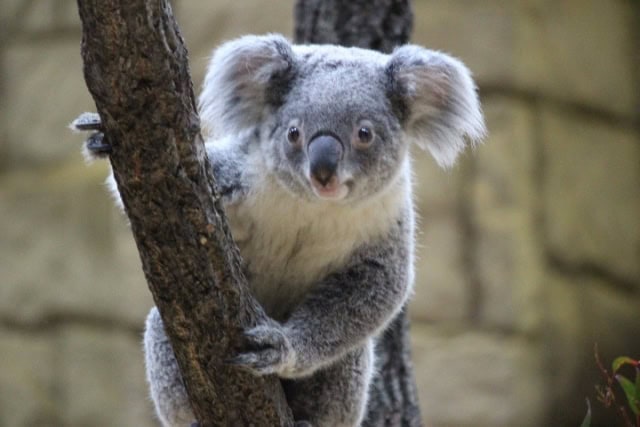 オーストラリア・フェザーデール動物園のコアラ