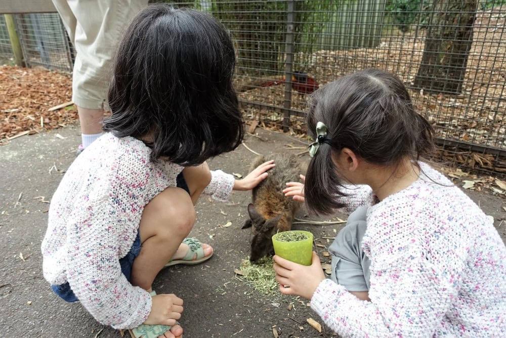 フェザーデール動物園　カンガルーと触れ合う