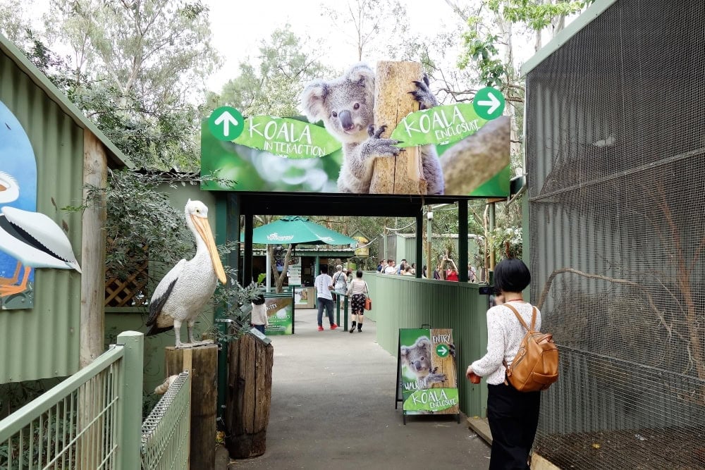 フェザーデール動物園　コアラサンクチュアリ