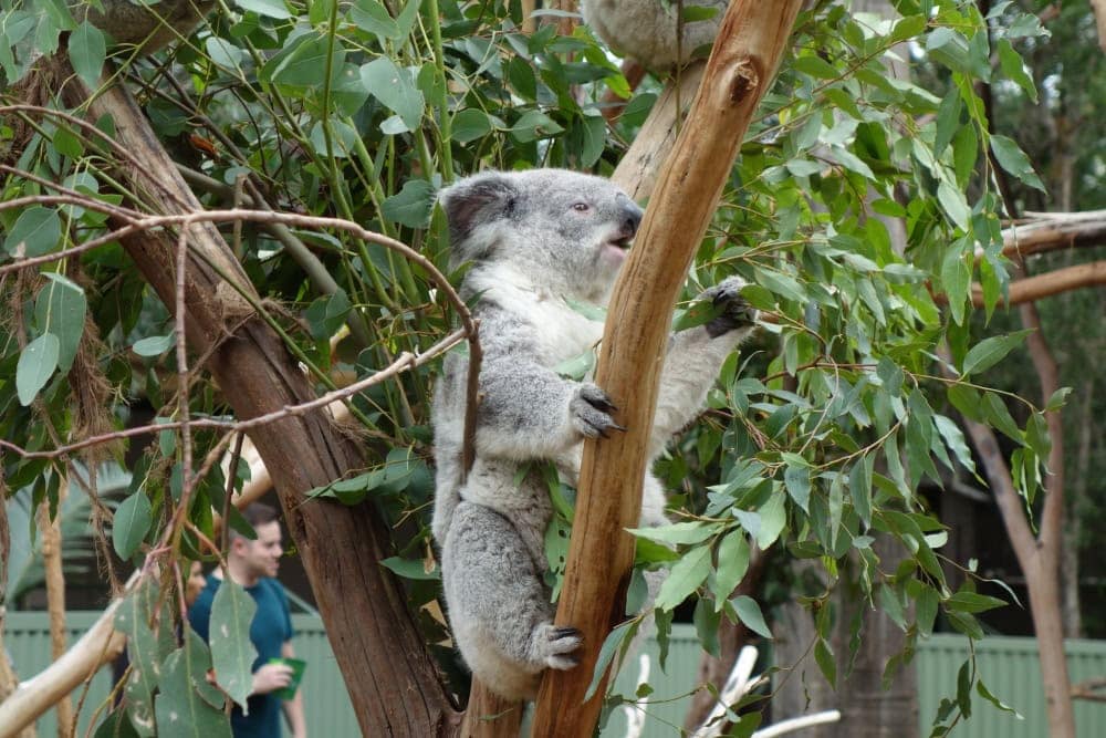 フェザーデール動物園　コアラエンクロージャー