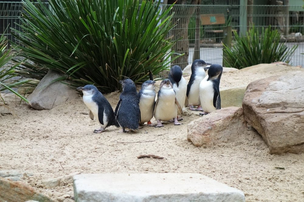 フェザーデール　ペンギン