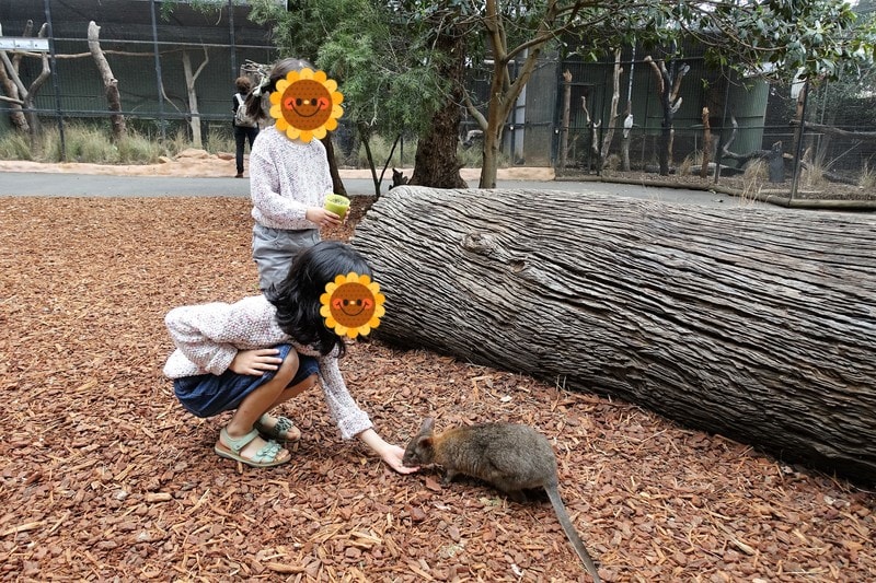 フェザーデール動物園　カンガルーの餌やり