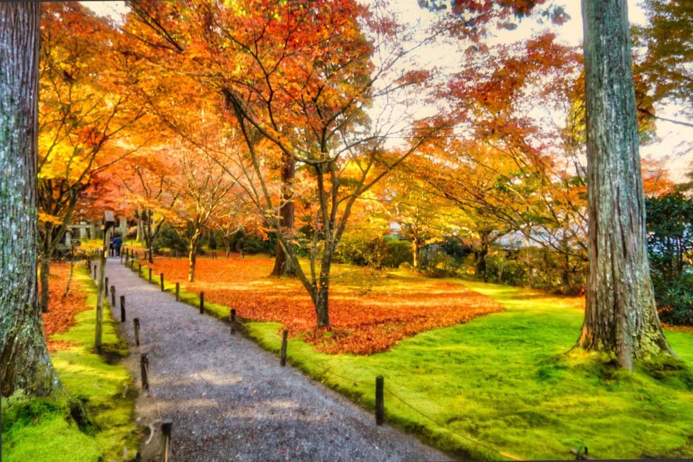大原三千院のお庭