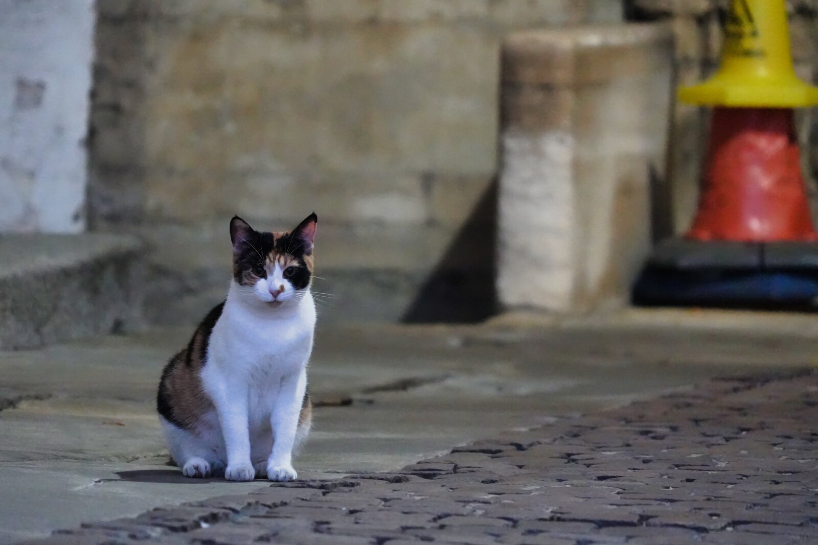 クライストチャーチの猫