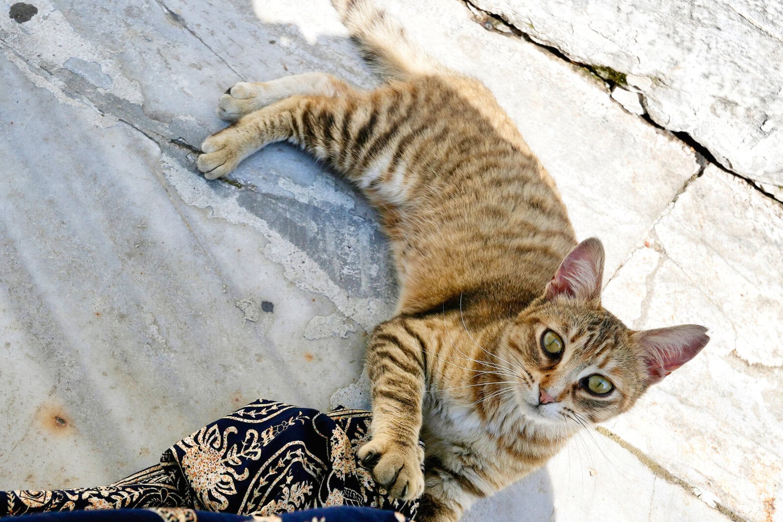 トルコ・イスタンブールで噛まれた