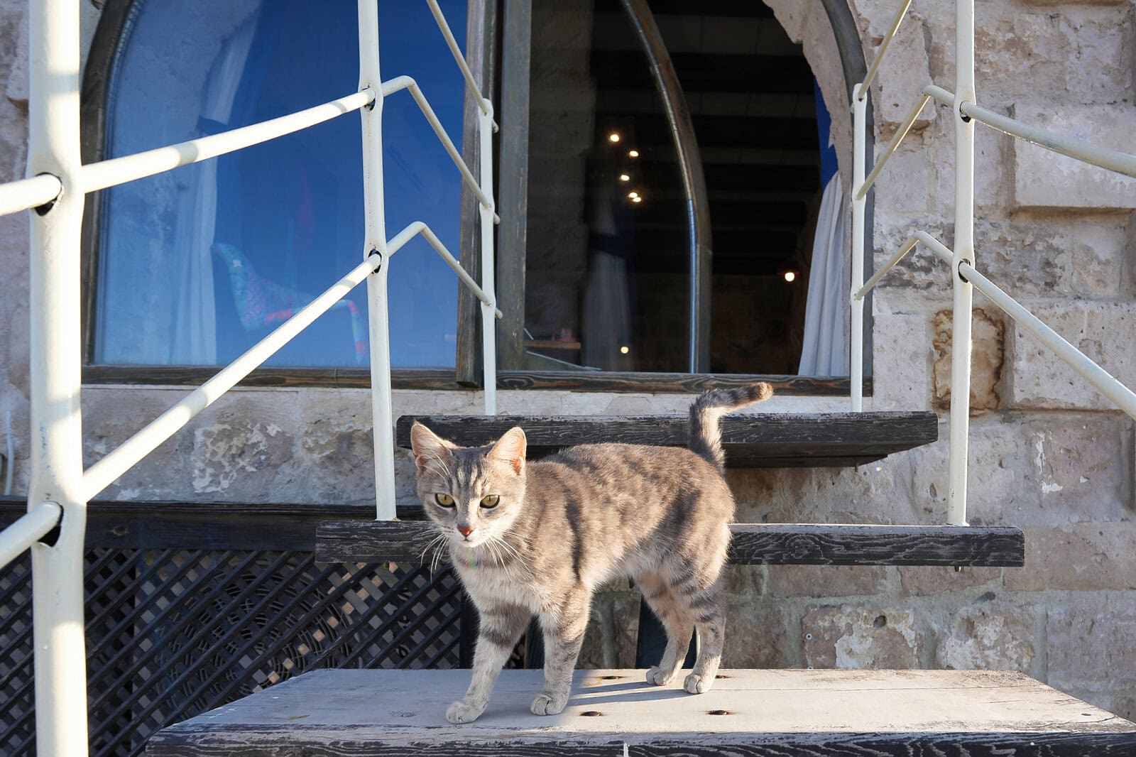 Arinna Cappadocia 204号室の専用テラスに遊びに来た猫