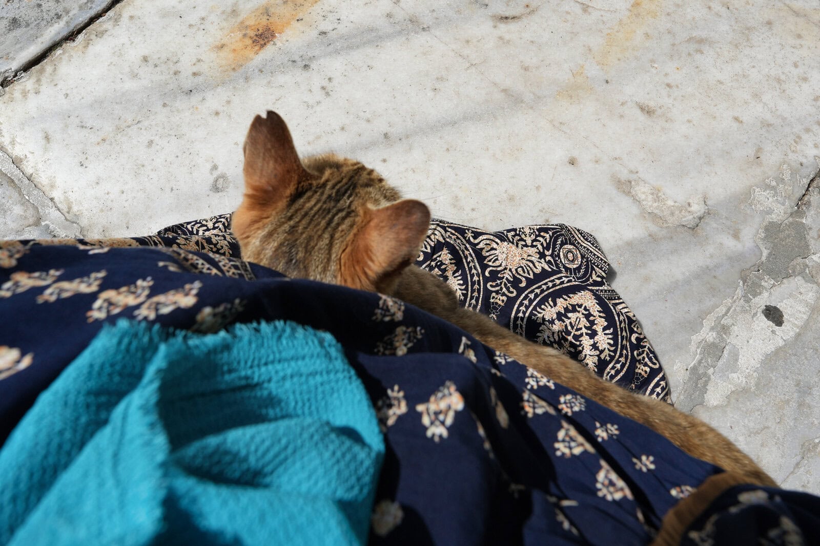 ニュー・モスクの中庭にいた猫