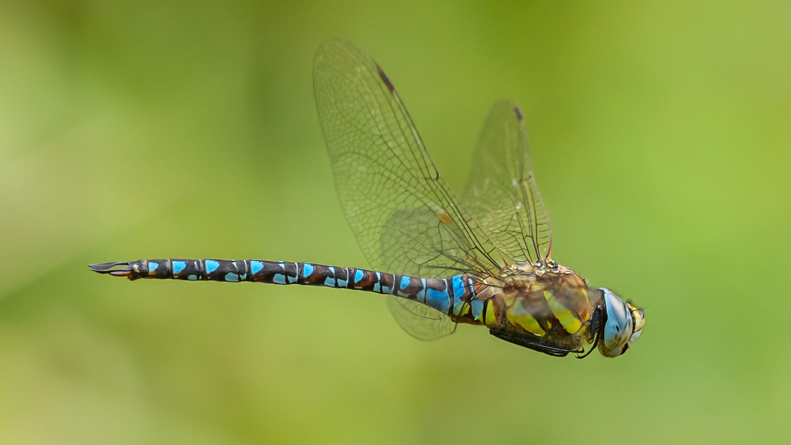 ODONATA – Florida State Collection of Arthropods