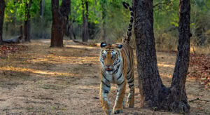 Tiger Safari ranthambore