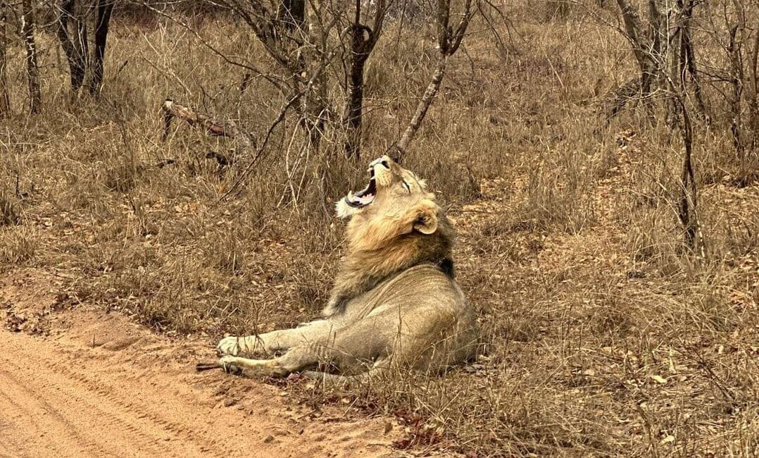 Kapama Private Game Reserve - Guia completo!