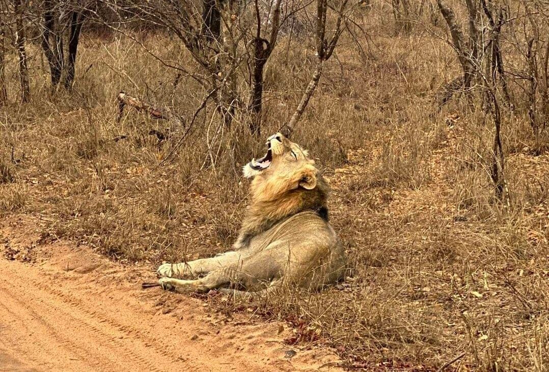 Kapama Private Game Reserve - Guia completo!