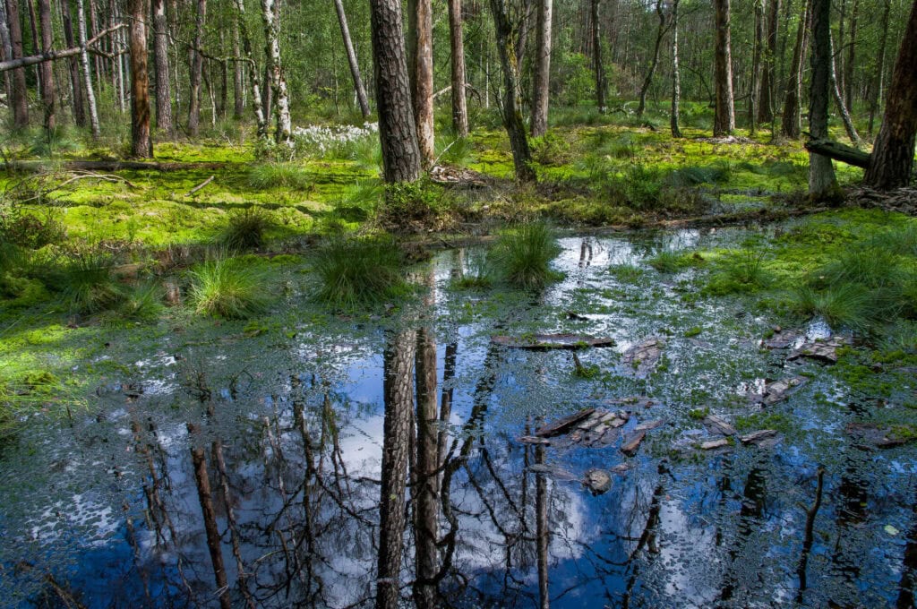 Waldmoor im Wildnisgebiet – KI bearbeitet