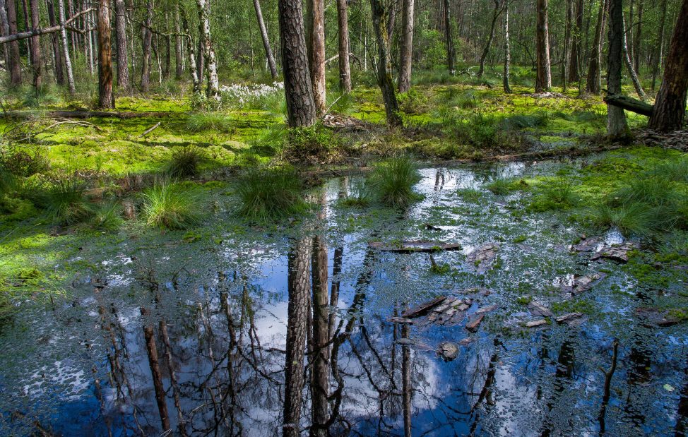 Waldmoor im Wildnisgebiet – KI bearbeitet