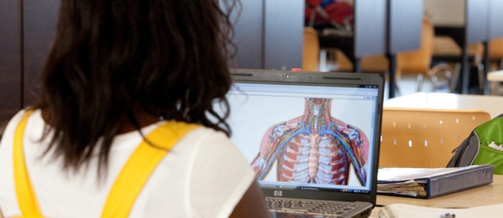 AUA student studying the muscular system