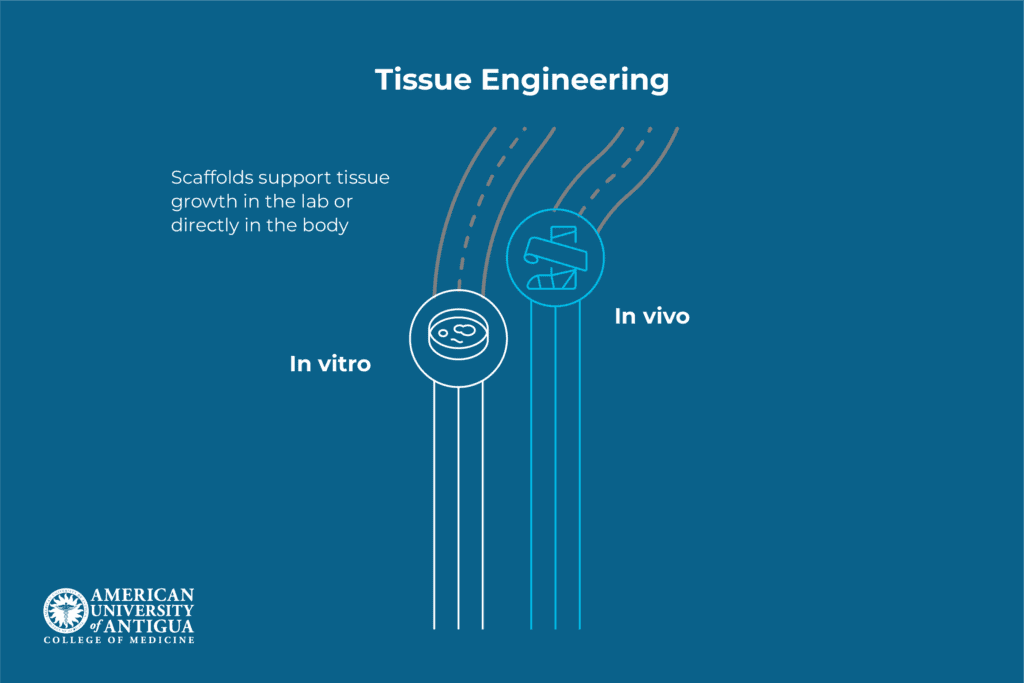 tissue-engineering