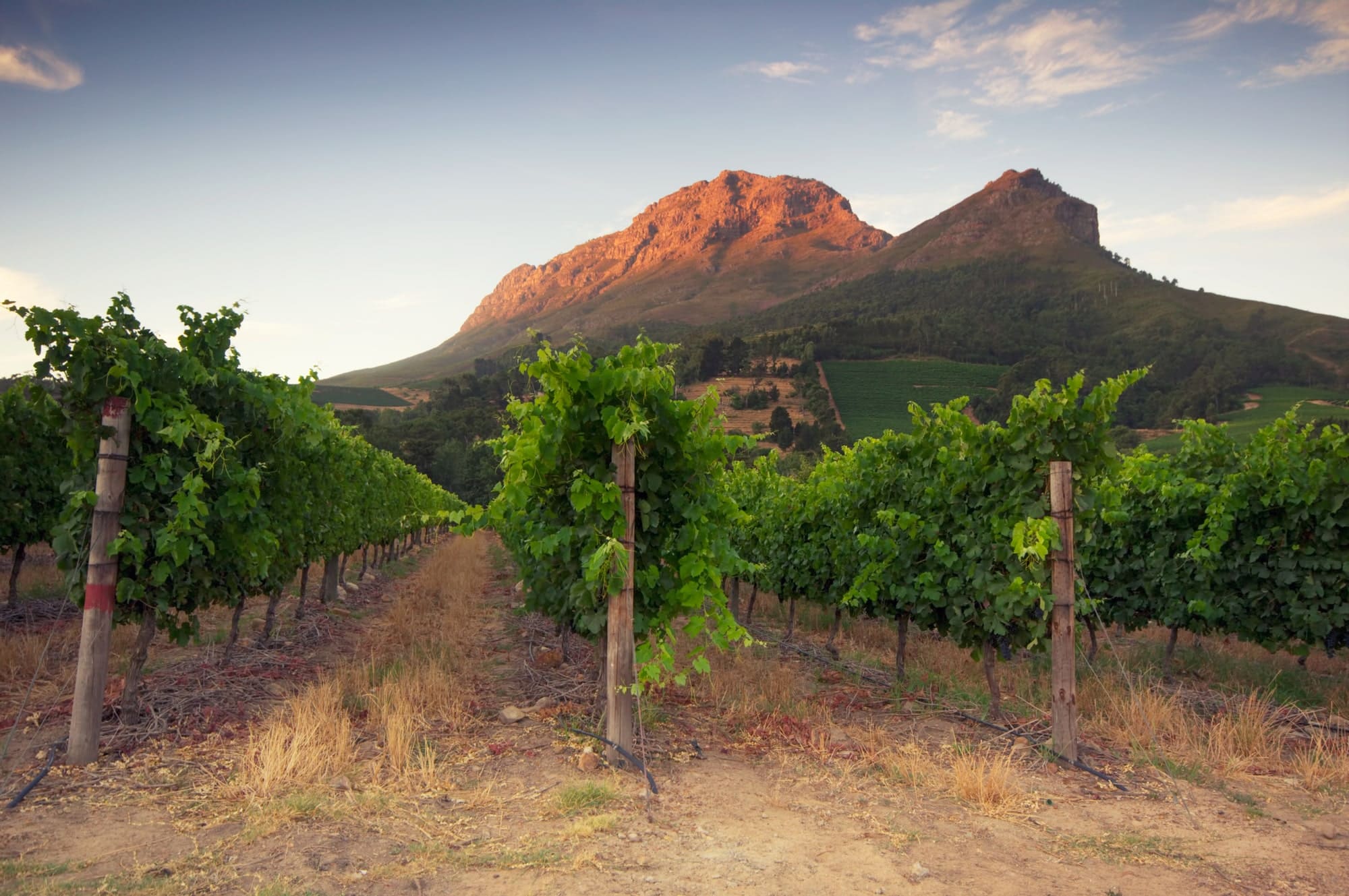 Stellenbosch