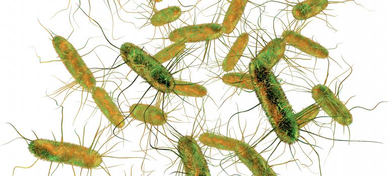 È la Salmonella la causa più comune dei focolai di origine alimentare