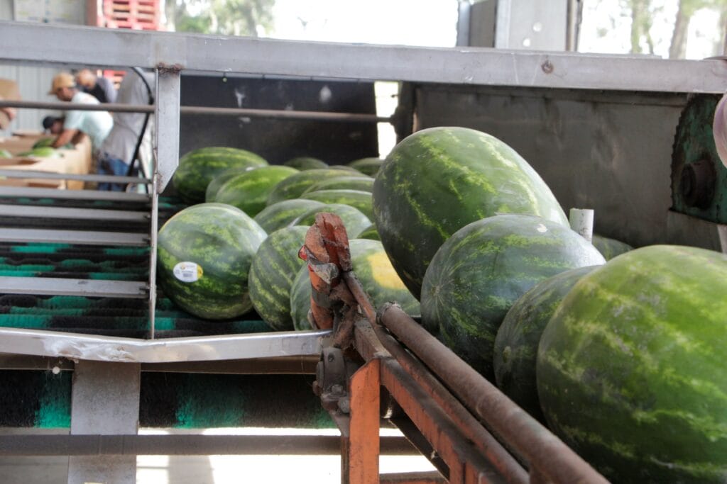 Watermelons are loaded from the bus to the sorting and packing line.