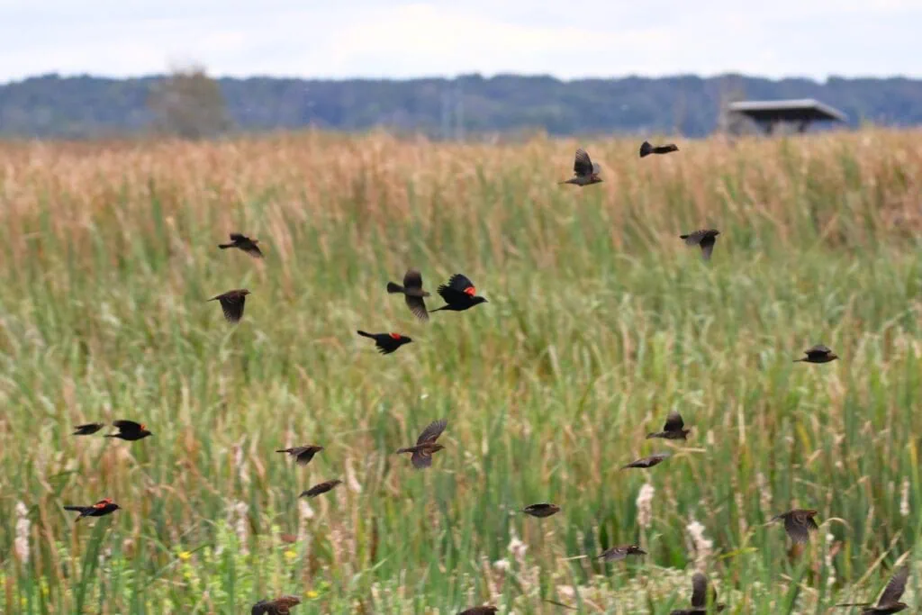 A flock of Red-winged blackbirds fly across the fields at Sweetwater Wetlands Park.