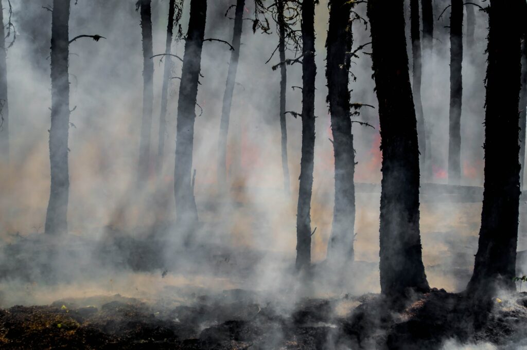 Smoke rises through tree trunks.