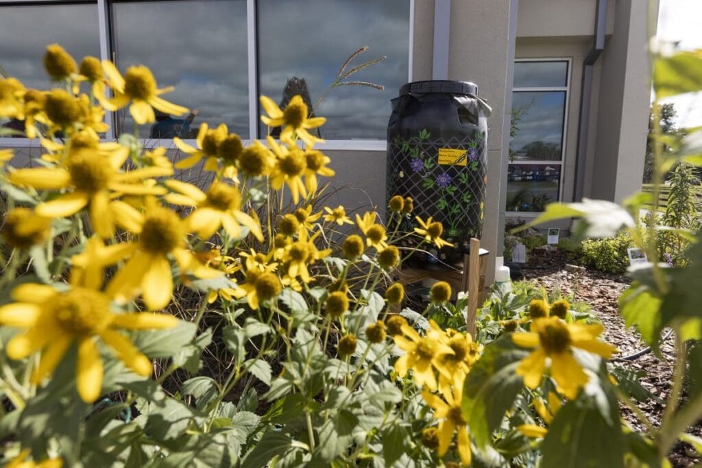 A large barrel attached to a building downspout with daisies in the foreground.