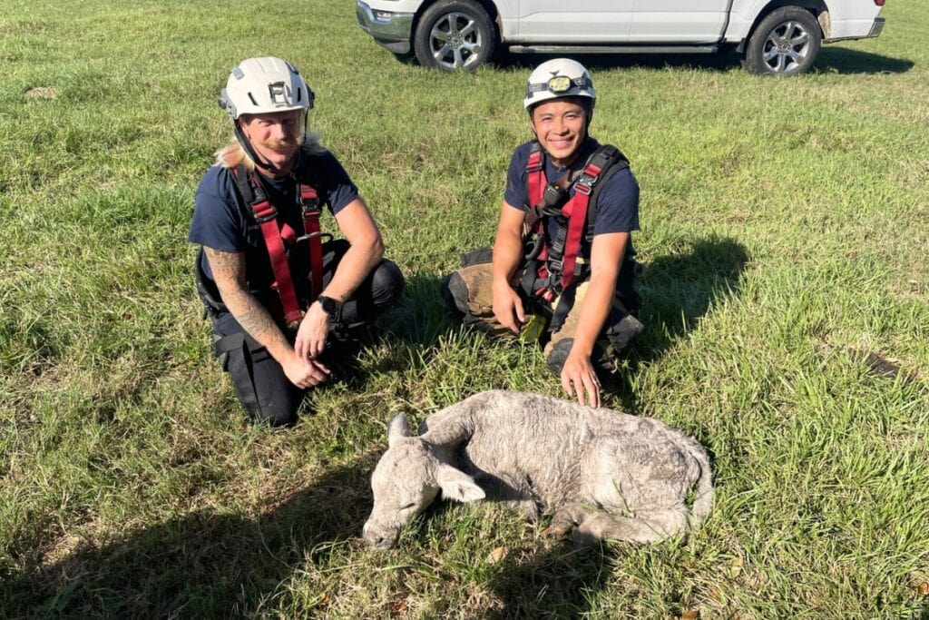 Crews from Alachua County Fire Rescue and Newberry Fire Rescue extricated a calf partially submerged in a cave on Saturday morning.