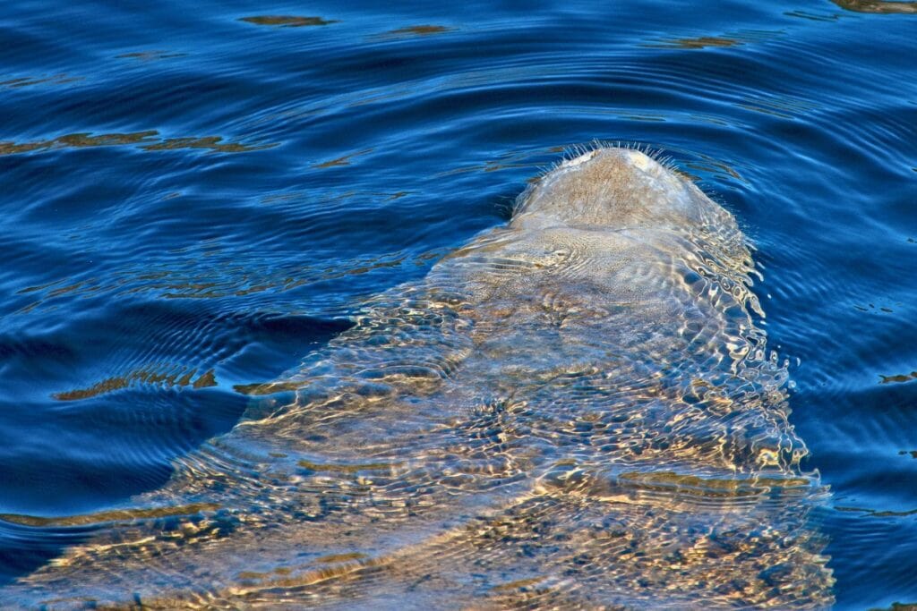The Florida Fish and Wildlife Conservation Commission is reminding boaters to be on the lookout for manatees as they travel to their seasonal warmer water sites around the state.