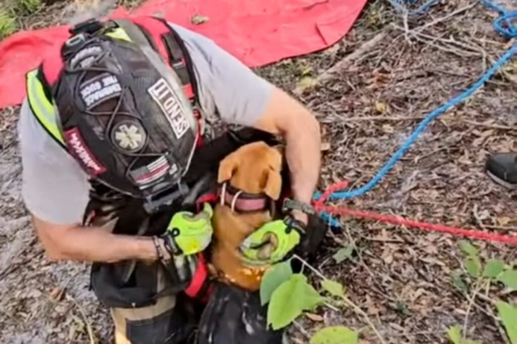 High Springs firefighters rescued a puppy the fell into a 40-foot sinkhole on Monday.