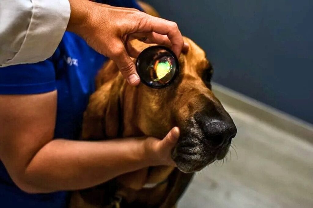 UF’s Small Animal Hospital will offer free heart and eye screenings for service animals on May 16.. Courtesy of UF