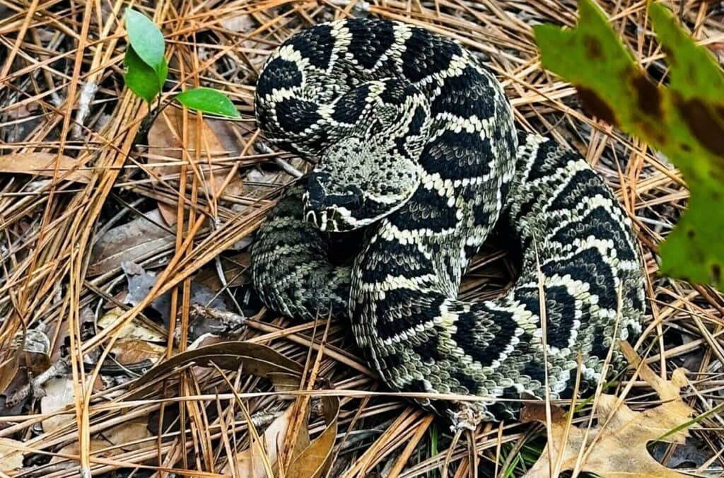 The eastern diamondback rattlesnake is one of the most venomous snakes in North America.