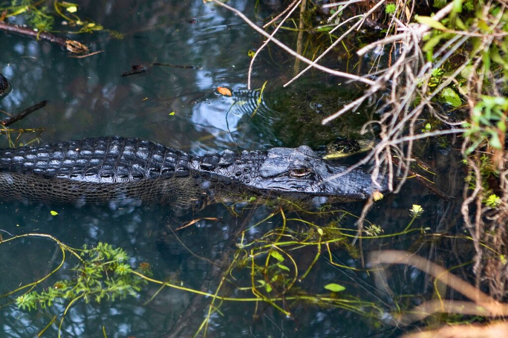 An alligator in a small body of water. Photo by Tyler Jones-UF-IFAS