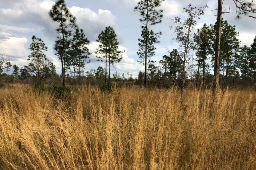 The Lee family property contains sandhill habitat, with large portions part of the Hickory Sink Strategic Ecosystem.