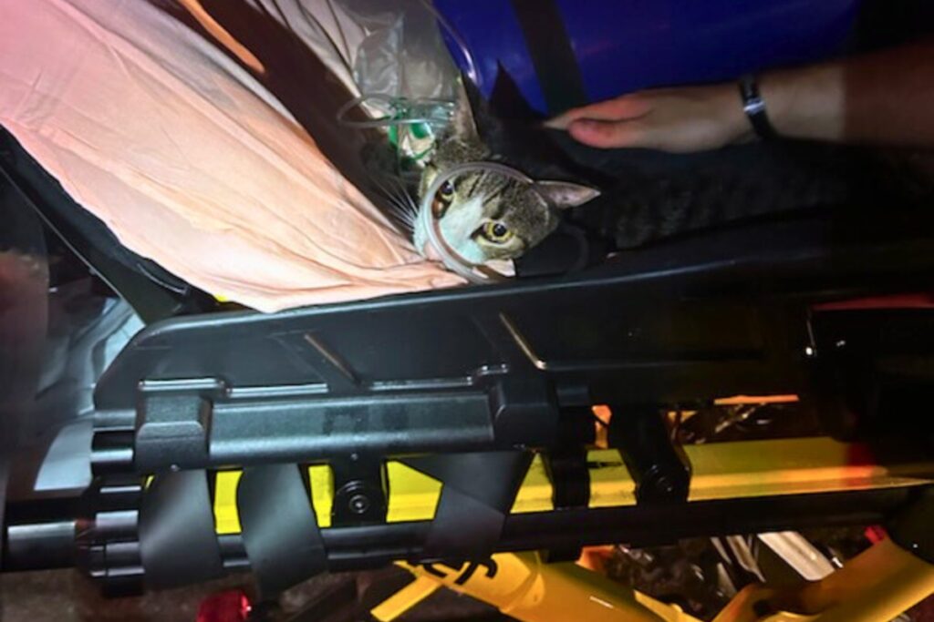 A cat was rescued from a second-floor fire at Summit House Apartments in Gainesville early Friday morning. Courtesy of GFR