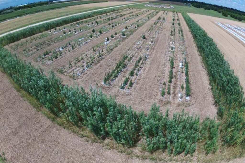 A drones-eye view of the hemp field experiment in 2022 at UF/IFAS Tropical Research and Education Center in Homestead, Florida.