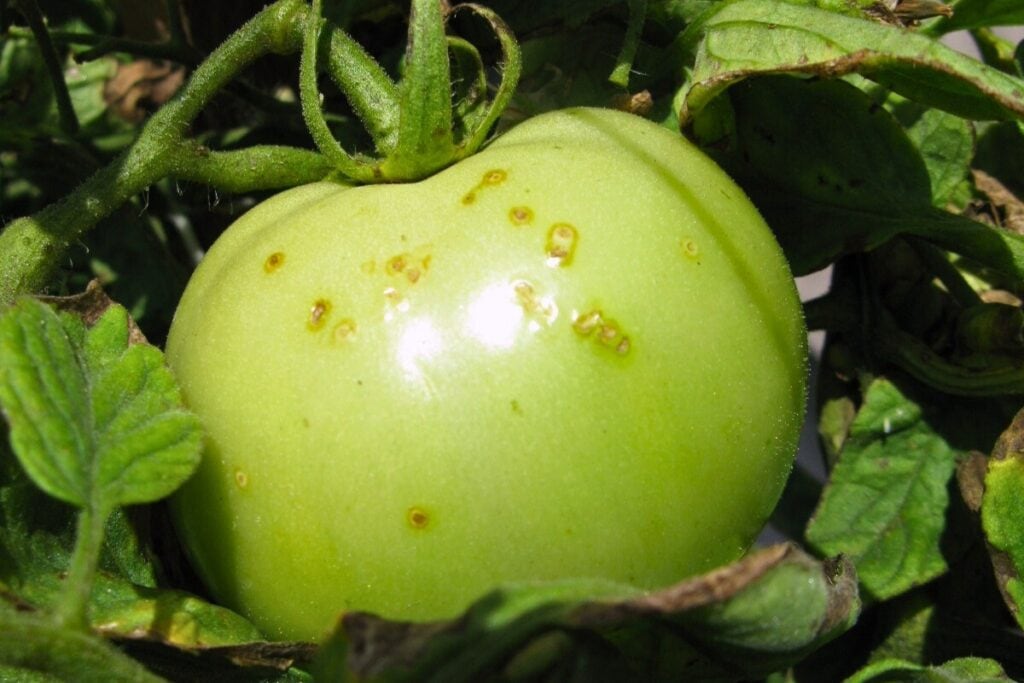 Image shows a tomato infected with bacterial spot. Photo by Gary Vallad UFIFAS